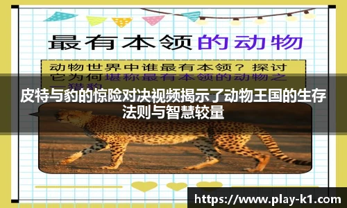 皮特与豹的惊险对决视频揭示了动物王国的生存法则与智慧较量
